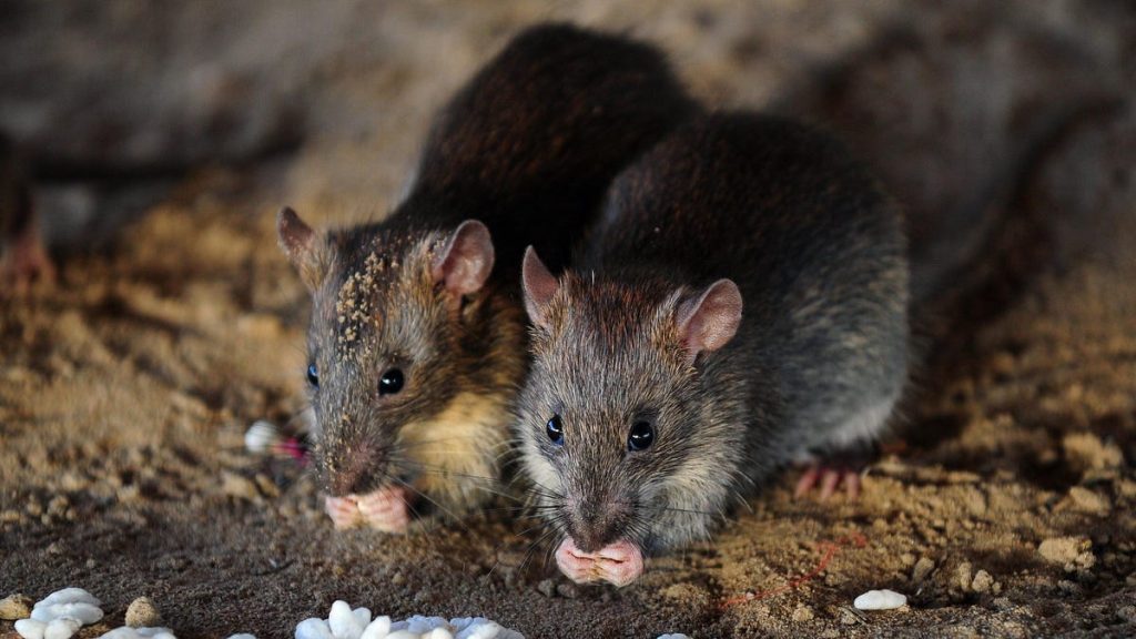 Come l'editing genetico potrebbe far rivivere il topo estinto dell'isola di Natale
