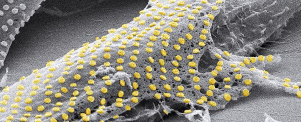 Gli scienziati hanno trovato un modo per "tatuare" le cellule viventi con l'oro: ScienceAlert