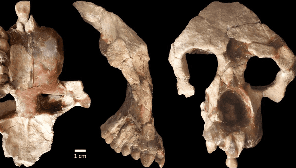 Un antico fossile di scimmia indica che i nostri antenati erano in Europa prima dell'Africa