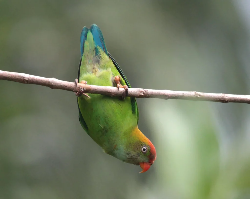 Scopri i segreti dell'abbondanza delle specie