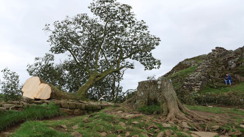 Sycamore Gap: adolescente arrestato dopo aver "abbattuto deliberatamente" l'albero di 200 anni del Vallo di Adriano