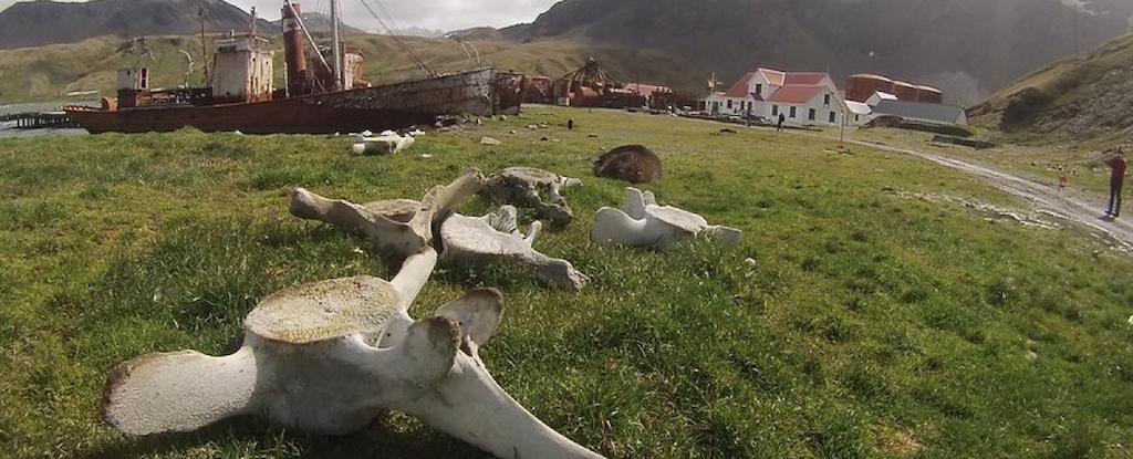 La triste eredità della caccia alle balene codificata nelle ossa abbandonate: ScienceAlert