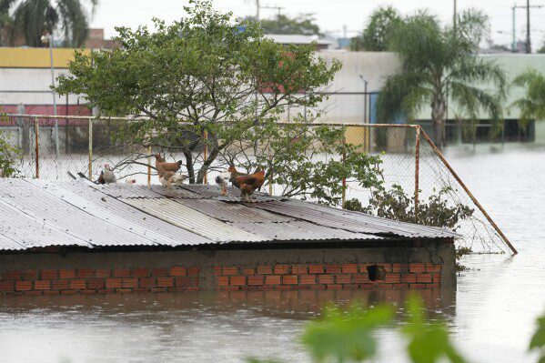 Polli sul tetto di una casa allagata dopo forti piogge a Canoas, stato di Rio Grande do Sul, Brasile, venerdì 10 maggio 2024. (AP Photo/Andre Penner)