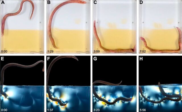 Sequenza di perforazione di una missina che scava nella gelatina trasparente.