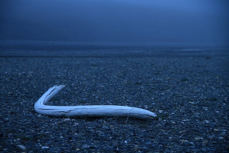 Isola di Wrangel Tusk