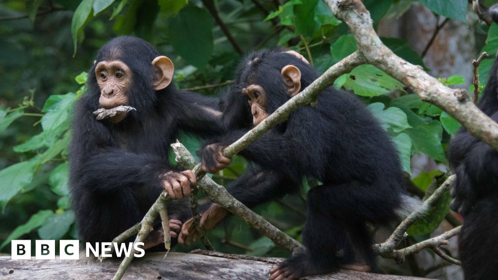 Gli scimpanzé condividono uno stile di conversazione "veloce" con gli umani