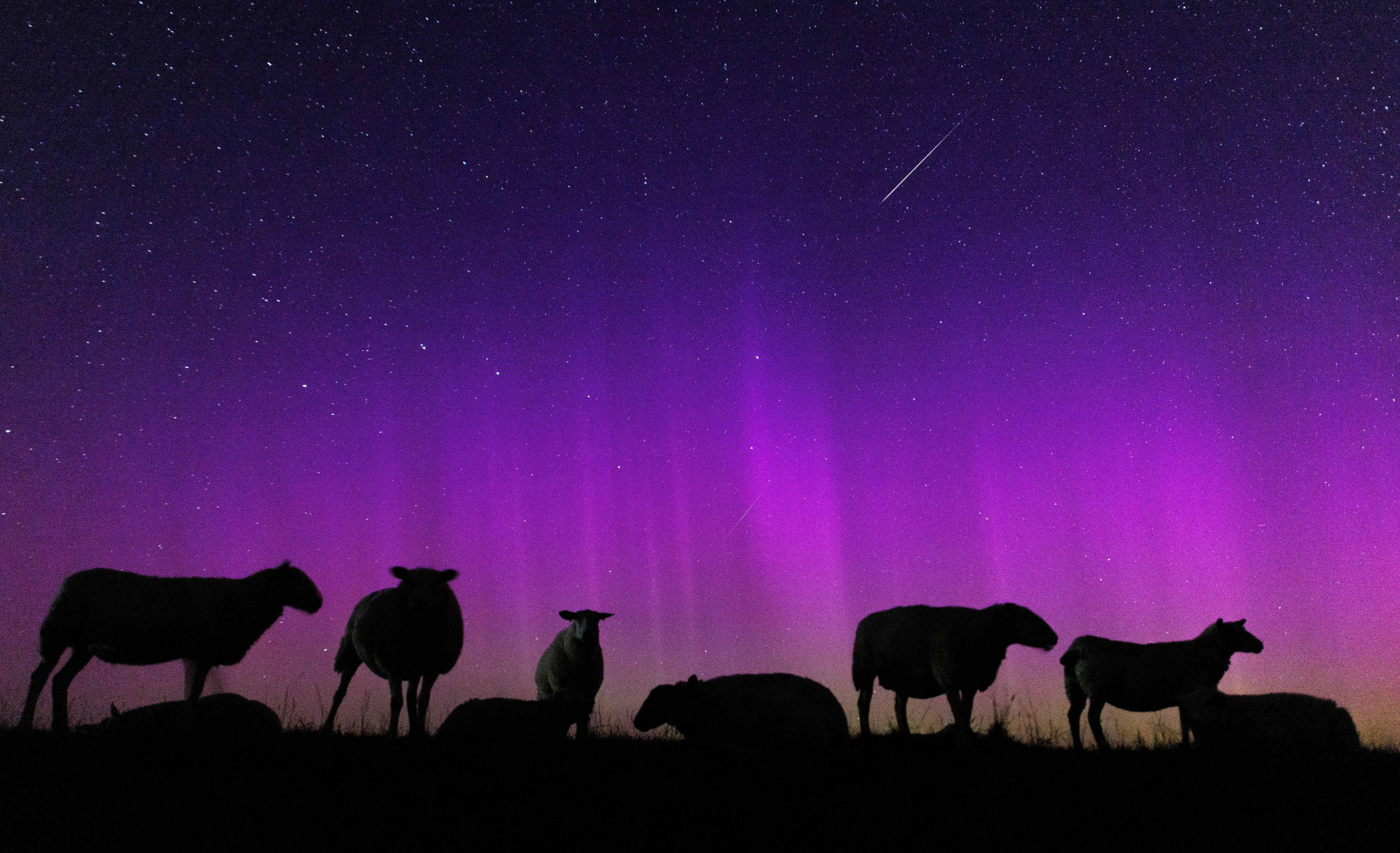 Le pecore possono essere viste nel cielo notturno sotto la scintillante aurora boreale vicino a Hagermarsh, nella regione tedesca della Frisia orientale.