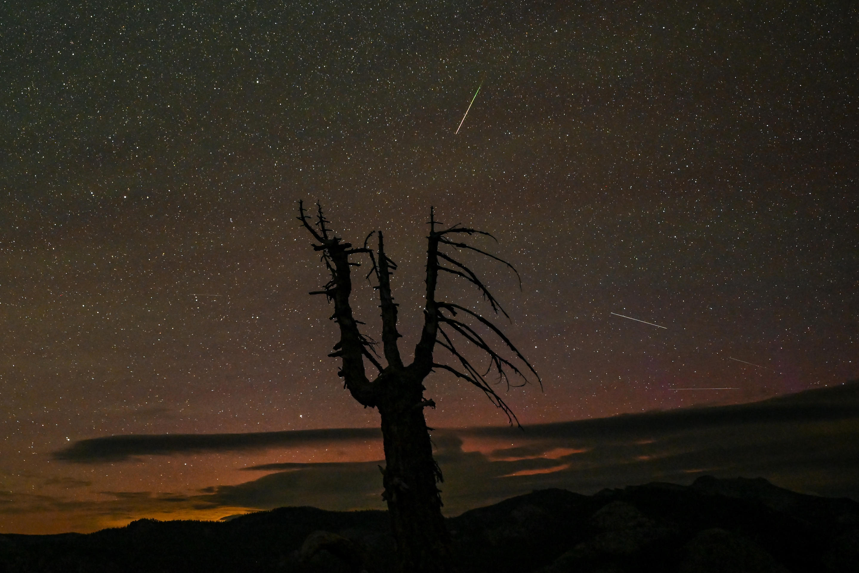 Profilo di un albero contro il cielo notturno, illuminato da innumerevoli stelle e sciami meteorici delle Perseidi, come visto a Gleacher Point nel Parco nazionale Yosemite in California. 