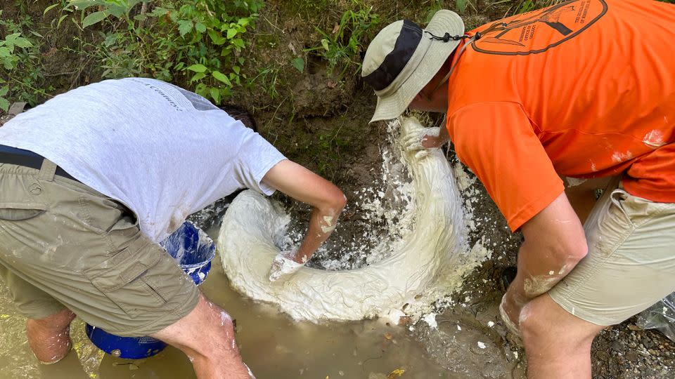 Gli scienziati sul campo hanno coperto il fossile con intonaco nel tentativo di evitare che la zanna si seccasse e si sbriciolasse. -Per gentile concessione di Eddie Templeton