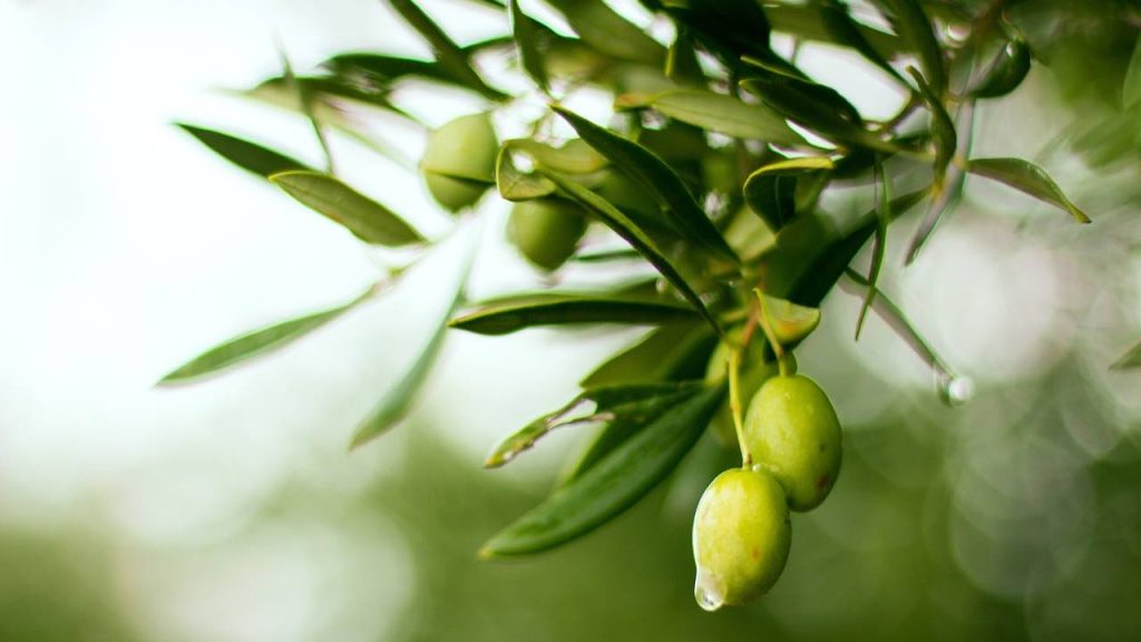 Olive, non devi mai dimenticarti di fare questo prima di mangiarle: se commetti questo errore sei costretto a buttarle