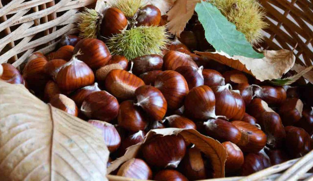 Castagne fuori stagione: se le conservi così sono buone anche dopo un anno | Un sistema semplice e a costo zero