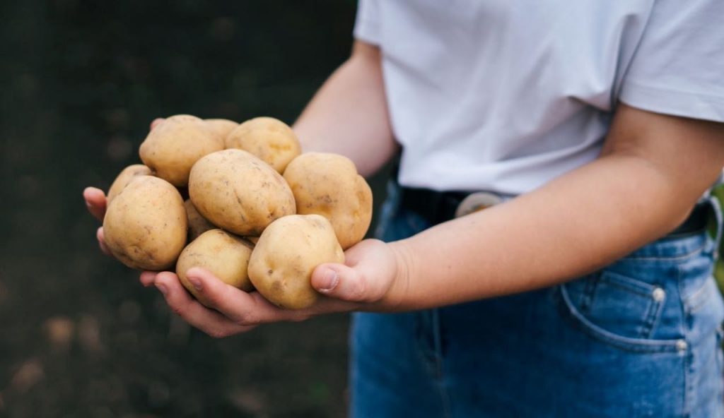 Patate, un errore rischia di renderle tossiche: solo se le conservi così le ritrovi ancora commestibili dopo giorni